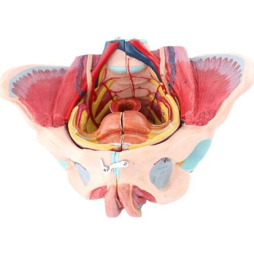 Female Pelvic Reproductive Organs Blood Vessel And Nerve Model Reproductive Organ Anatomical Model For Medical Teaching