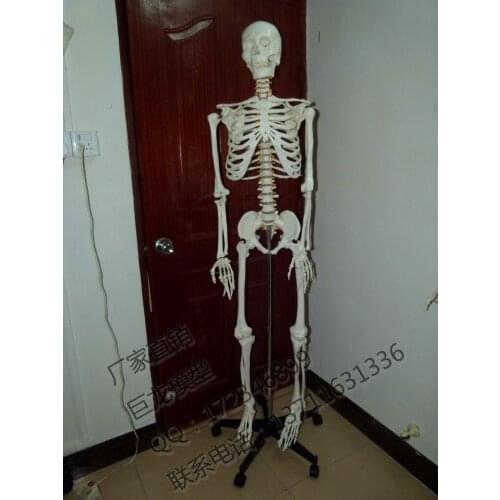 Standard 170cm human skeleton high quality body model big skull skeleton