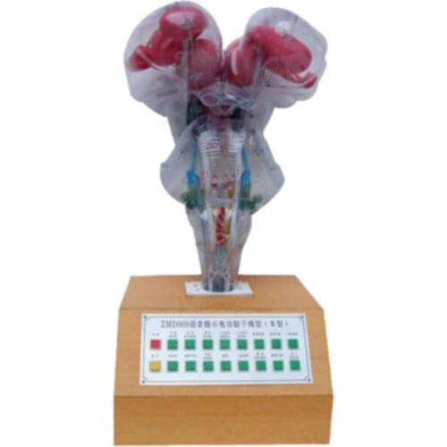 BIX-A1082Voice Prompt Electric Brainstem Model Medical Aids WBW395