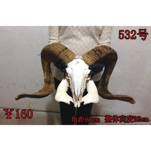 Head Arts Crafts Direct manufacturers really Tibetan sheep skull skull crafts decorations of Tibet yak sheep sheep cow