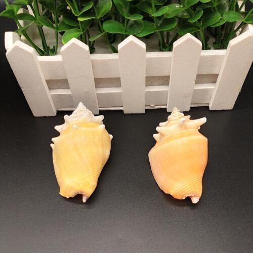2pcs Natural shell conch small carmine snail family decoration fish tank decoration