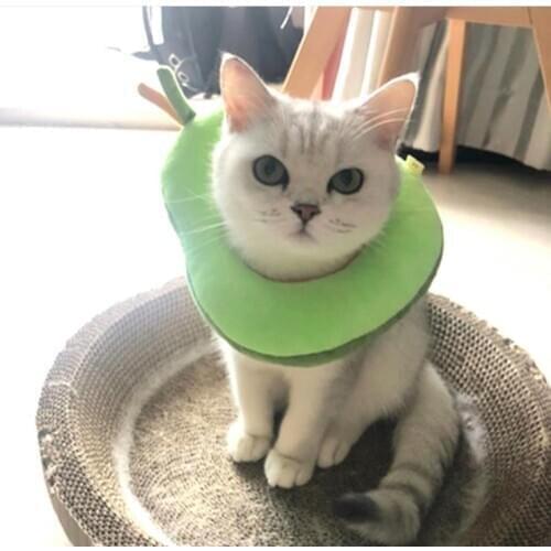 Funny Pet puppy Cats Headwear Avocado collar Pet Elizabeth Circle Collar Dog Cat Cosplay Dressing Up Props