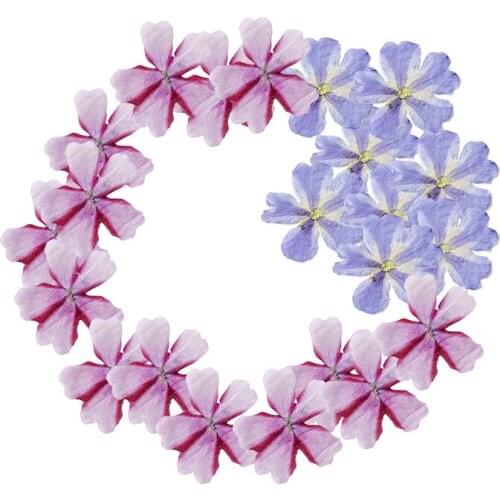 120pcs Pressed Dried Flower Verbena hybrida Voss Herbarium For Epoxy Resin Jewelry Bookmark Phone Case Makeup Nail Art Craft DIY