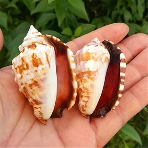 2 pcs Heikou Phoenix Conch Natural Conch Shell Rare Specimen Conch Fish Tank Landscaping Home Decoration Mediterranean Style