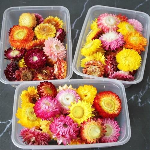 Chrysanthemum Dried Flower Fillings Material for Epoxy Uv Resin Mold Pendant Necklace Jewelry Making Craft