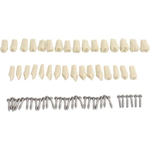 32pcs Teeth Model Dental Standard Frasaco Style Teaching Demonstration Soft Gum