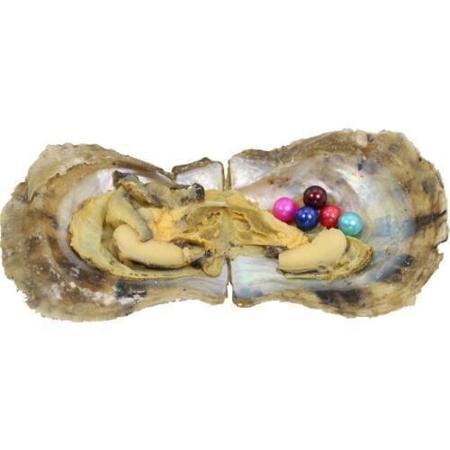 Multiple Pearls in Akoya Oyster Saltwater Oyster Random Mix 25 Colors Round Pearls Mini Monster Vacuum Packed ABH900