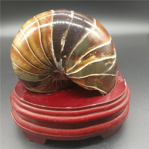 Polished natural ammonite fossils madagascar conch fossils for sale LA2039
