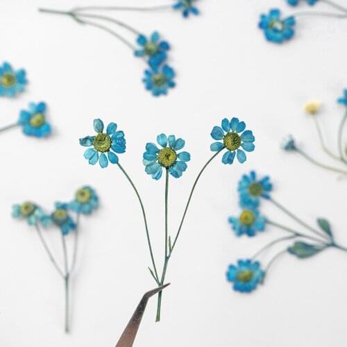 250pcs Pressed Dried Flower Blue Chamomilla Herbarium For Epoxy Resin Face Make UP Nail Art Jewelry Bookmark Phone Case DIY