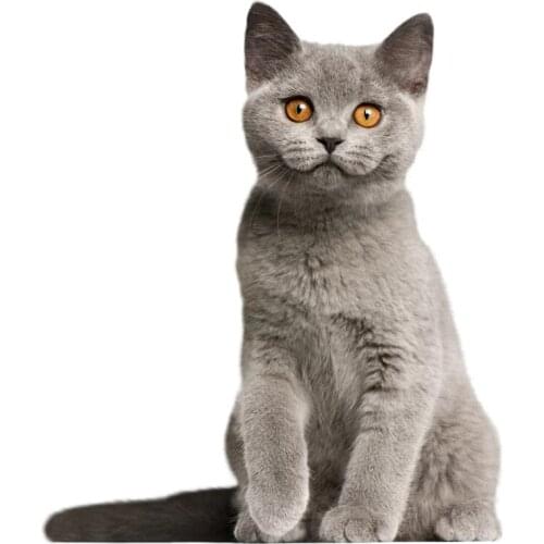 S50230# 13CM/15CM/17CM Personality PVC Decal Cute Cat V1 Waterproof Car Sticker on Motorcycle Laptop Decorative Accessories