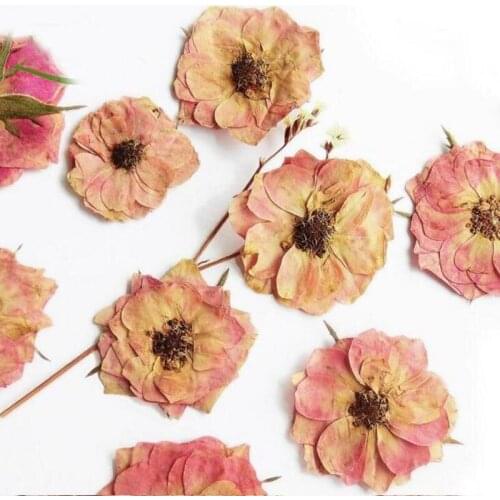 100pcs Pressed Dried Light Pink Rose Flower Plants Herbarium For Jewelry Postcard Phone Case Photo Frame Craft DIY Making