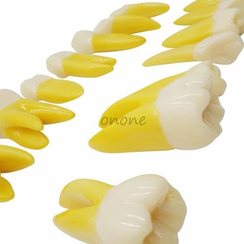 Good Quality 4 Times Permanent Anatomical / (Right 14) Whole Teeth Model