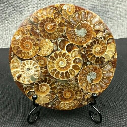 1pcnatural ammonia-petrified stone plate shell specimen solidification