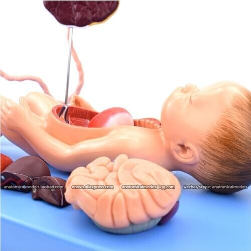 12470-1/CMAM Anatomical model of umbilical cord with placenta, Human Medical Anatomy