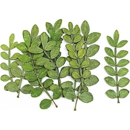 100pcs Pressed Dried Zanthoxylum Piperitum Leaves Flower Plant Herbarium For Jewelry Postcard Invitation Card Phone Case DIY