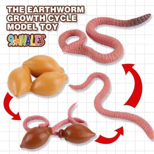 Realistic Earthworm Life Cycle Educational Fidget Toy Model PVC Scene Design Simulation Powder Toy figurine Decoration Gift