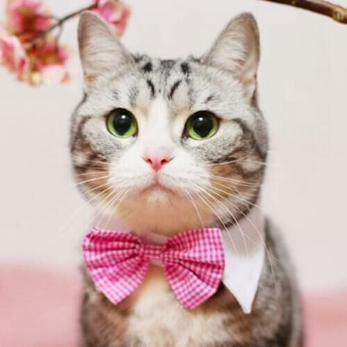 [MPK Cat Bow Ties] Pet Bow Ties in Various Designs, Cats and Dogs Collar Pet Bow Tie