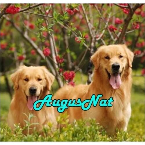 Diy 5d diamond painting full gold retriever resin beads picture daimand embroidery stickers puzzle crystal pearl paint by number