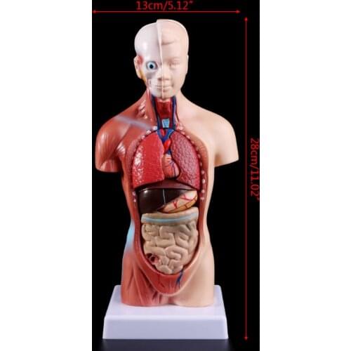 Human Torso Body Model Anatomy Anatomical Internal Organs For Teaching M5TE