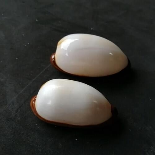 7-9cm 1 pc Natural specimen collection fine conch snail white porcelain snail