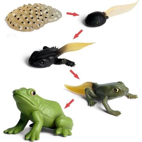 Early Childhood Educational Supplies Simulation Animal Life Growth Cycle Frog Action Figure Toy Set