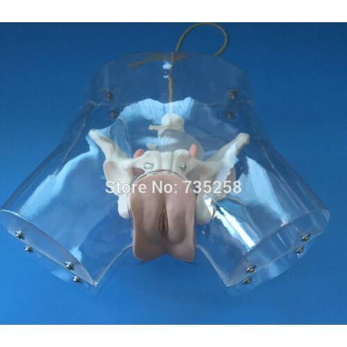 Female Transparent Catheterization Simulator,Urethral Catheterization Training Model