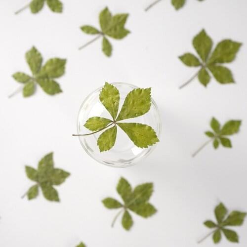 120pcs Pressed Dried Flower Acanthopanax senticosus Leaf Herbarium For Nail Art Jewelry Bookmark Phone Case Invitation Card DIY