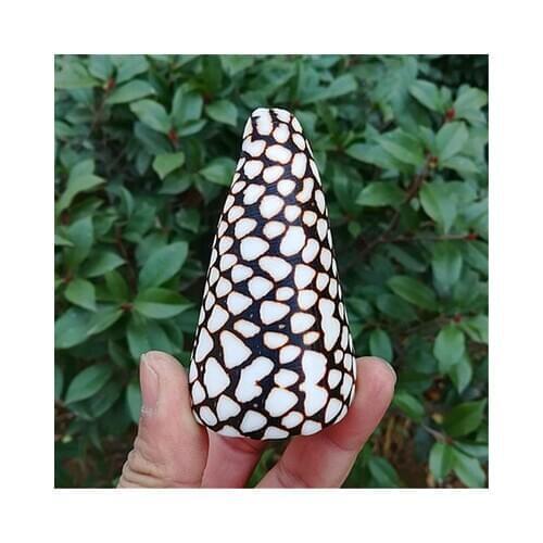 6-8cm Noble Conch Natural Conch Shell Marble Conch Fish Tank Landscaping Platform Decoration Home Decoration Decoration