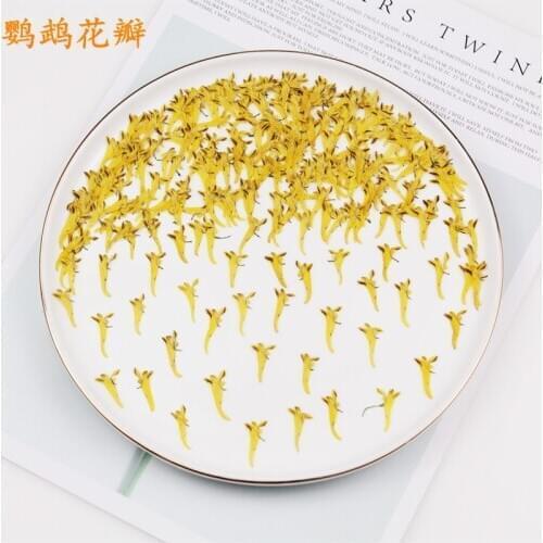 Parrot Petals Dried Flower Embossing DIY Glue Phone Case Childrens Handmade Materials