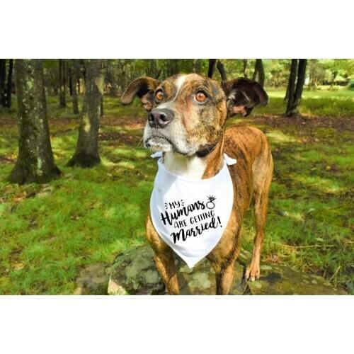 New pet saliva towel wedding season dog scarf Washable bib pet dog turban scarf bow tie collar puppy cat small medium big dog