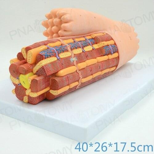 40*26*17.5cm Myocardial structure and muscle tissue smooth muscle Enlarged anatomical model Medical teaching specimen