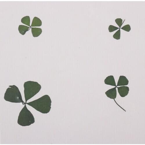 Pressed/Dried Leaves Flower Card Making Art Craft Material For Wedding 12pcs