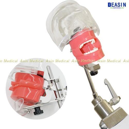 Simple Head model Apply to the oral cavity simulation training fixed on the dental chair for any position practice