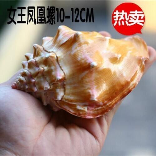 Hot Sale Natural Conch and Shell Rouge Snail Queen Phoenix Snail Fish Tank Aquarium Landscape Mediterranean Home Decoration