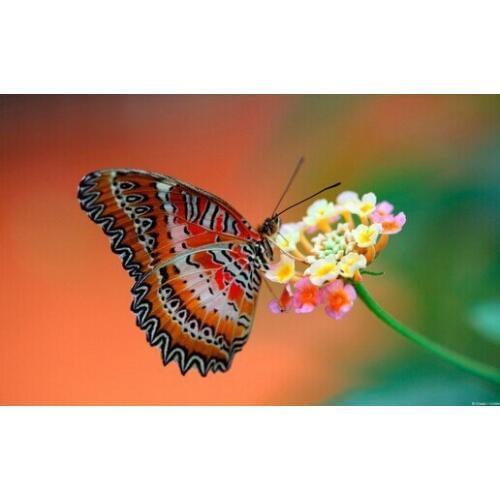 Diamond embroidery mosaic 3D Diy diamond paintings drill rhinestone needlework By numbers Butterfly and flower picture CQ505