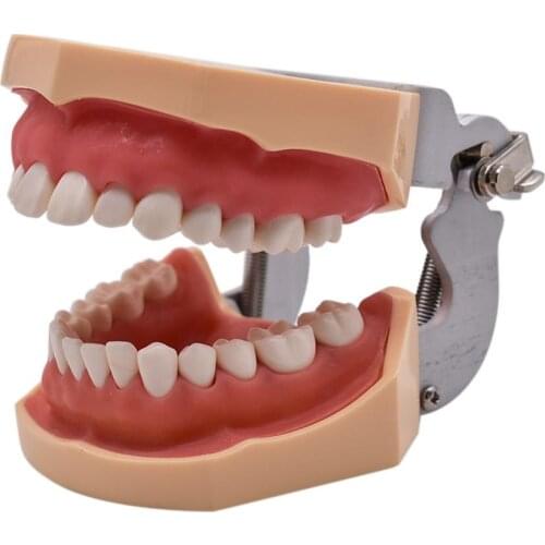 Dental Detachable Teeth Model Dental Soft Gum Standard Tooth Model with 28 Removable Teeth Oral Dentist Tools