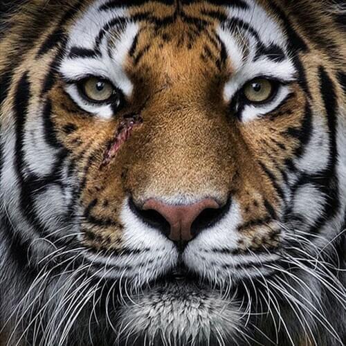 Diamond Paintings Full Drill Round Round Rhinestone Tiger King Head Cross Stitch Embroidery Diamonds Mosaic Kits Home Decor 5d