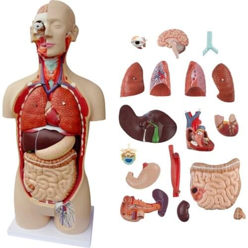 Top quality 85cm human Anatomical model organ trunk system teaching model human torso 18 parts