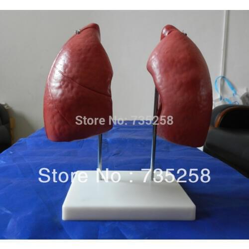 Lung Model,Lung Anatomical Model,Human Lung Anatomy Teaching Model