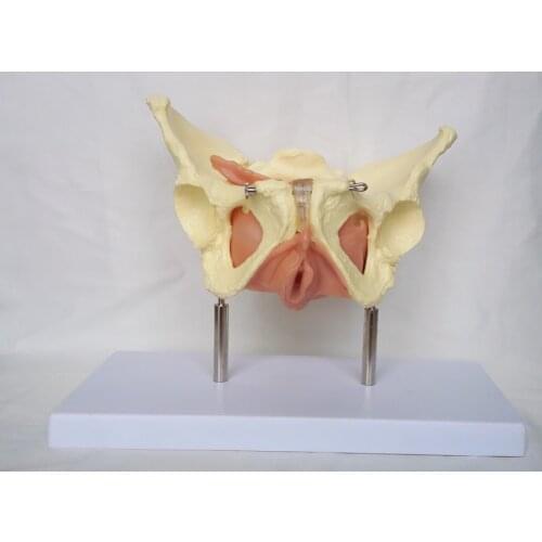 Female Pelvic Uterus Muscle Organ Anatomy Teaching Model