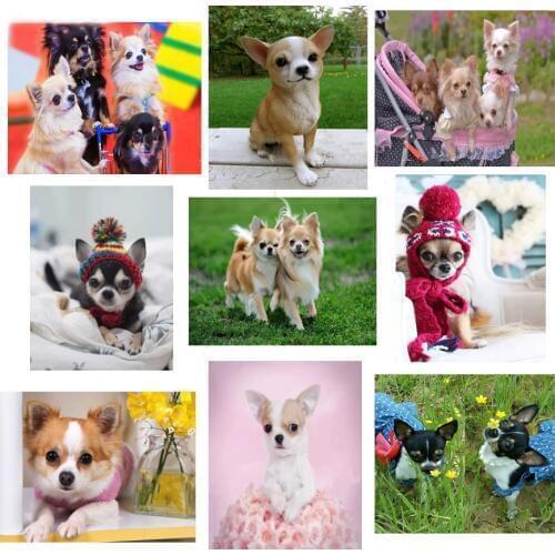 Full Square 5D DIY Diamond Painting chihuahua dog,Diamond Embroidery pet Cross Stitch kits rhinestones Mosaic 3d picture Z1272