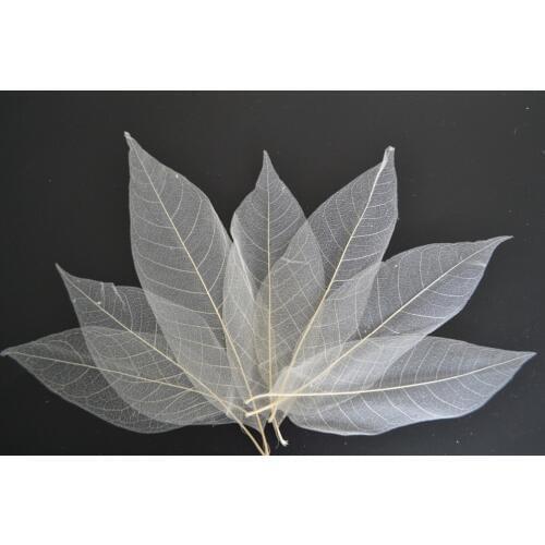Free Shipping 200Pcs Natural Magnolia Skeleton Leaf Leaves DIY Crafts Card Making Scrapbooking in Nature White Color in 3 Size