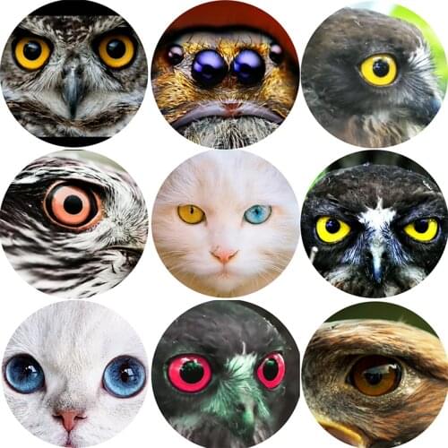 Cat eagle Round photo glass cabochon spring back Making findings 8mm 10mm 12mm/14mm/18mm/20mm/25mm 30mm