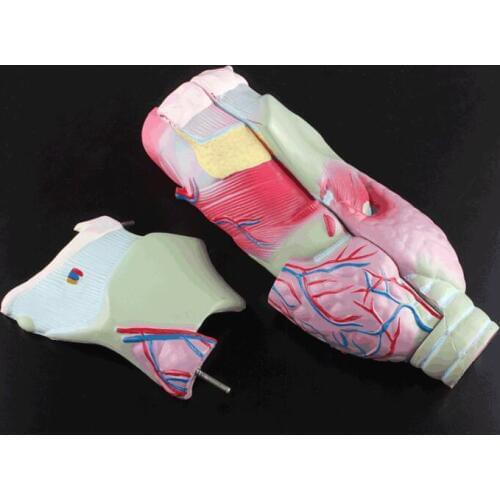 Laryngeal anatomy model Laryngeal vascular thyroid larynx laryngeal larynx model free shipping