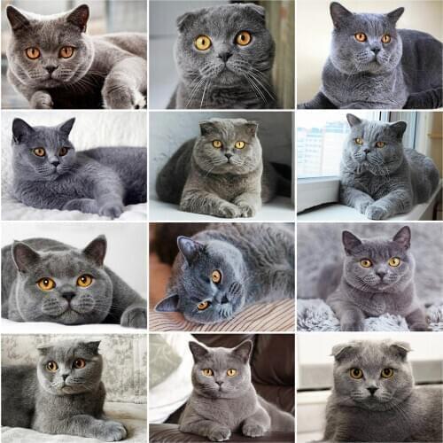 Evershine Full Square Diamond Painting Cat 5D DIY Diamond Embroidery Sale Animals Cross Stitch Kit Wall Decoration Art