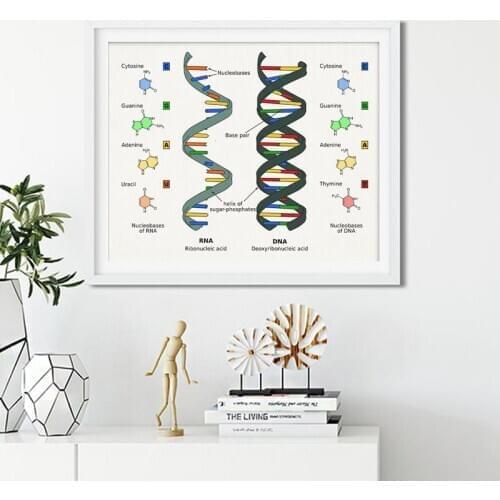 Human DNA and RNA Canvas Print Science Poster Biology Wall Art Picture Genetic Code Chemistry Painting Teacher Gifts Dorm Decor