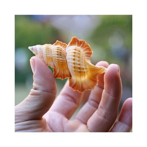 Natural conch shell, flat mandarin wing snail specimen, fish tank landscaping gift decoration imported rare collection specimen