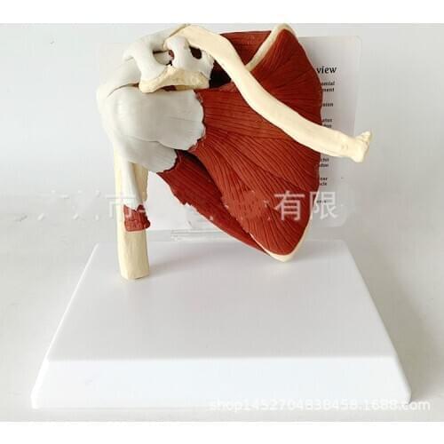 Human Skeleton Shoulder Scapula Clavicle Muscle Model Joint Functional Ligament Medical Teaching Aid
