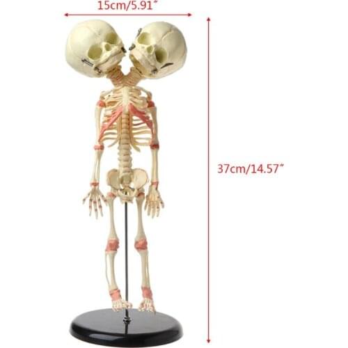 Lenovo Anatomical Models