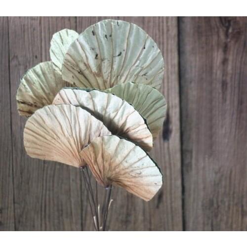 10pcs Fan-shaped Natural Lotus Leaves Dried Flower For Wedding Party Home Hotel Decoration DIY Bouquet Project Accessory